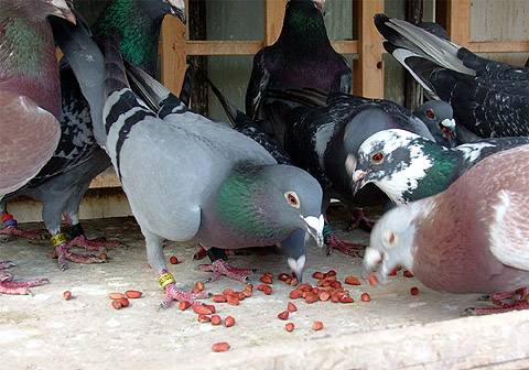 Fellendülőben a háromszéki postagalamb-tenyésztés