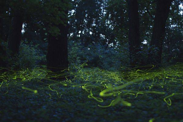 A pillanat művészete – Természetfotókból nyílt tárlat Sepsiszentgyörgyön