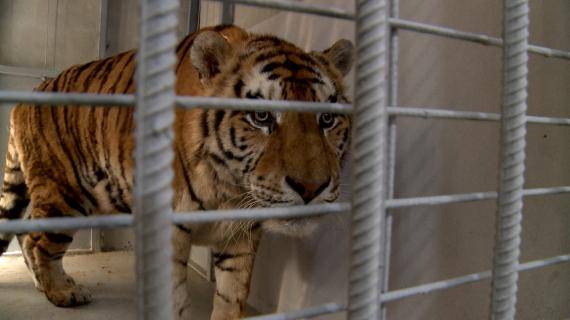 Ritka nagymacska költözött Váradra