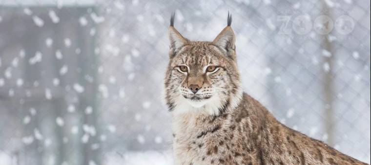 Ingyenes állatkerti sétát ér a tízes biológiából Váradon