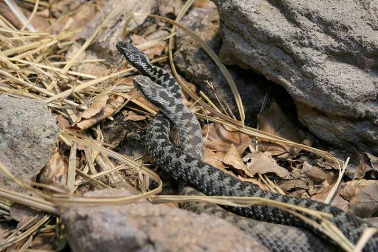 Kezdődik a viperaszezon
