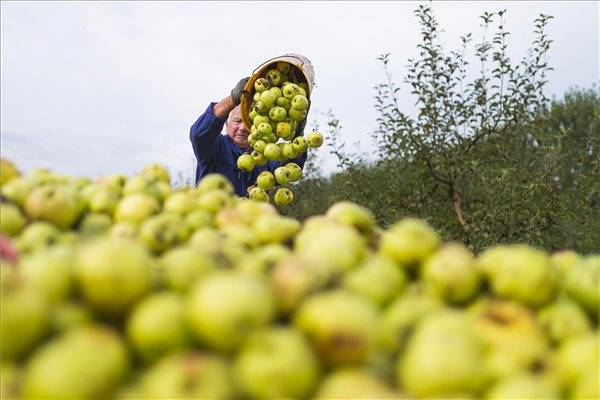 Fellendítenék a magyar agrártermékek exportját