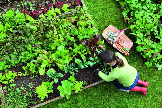 Mozgalom a háztáji kiskertekért