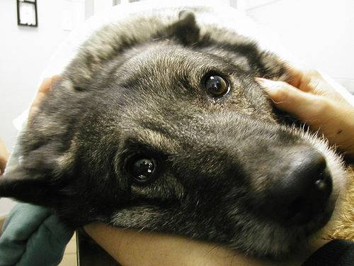 Meghiúsult a német állatorvos ingyenes szentgyörgyi ivartalanítási akciója