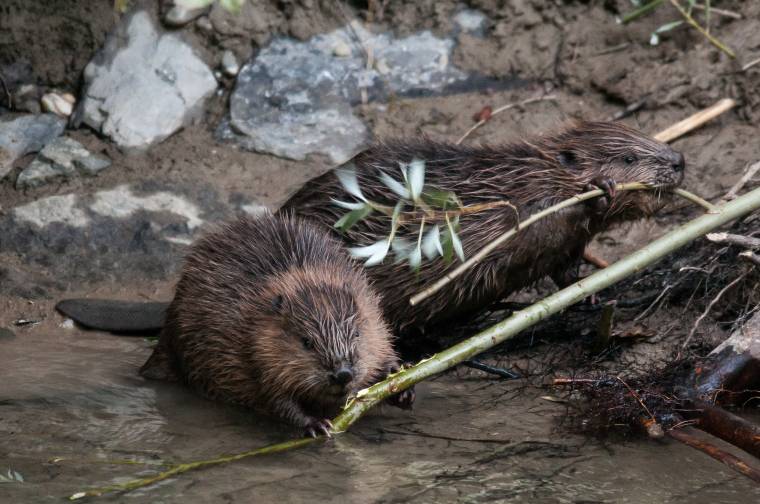Féltik a hódokat a zöldek a Torja-patak mederszabályozása miatt
