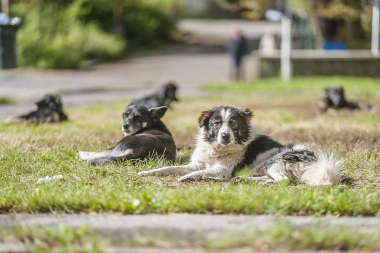 Késik a kutyák mikrocsippel történő azonosítása