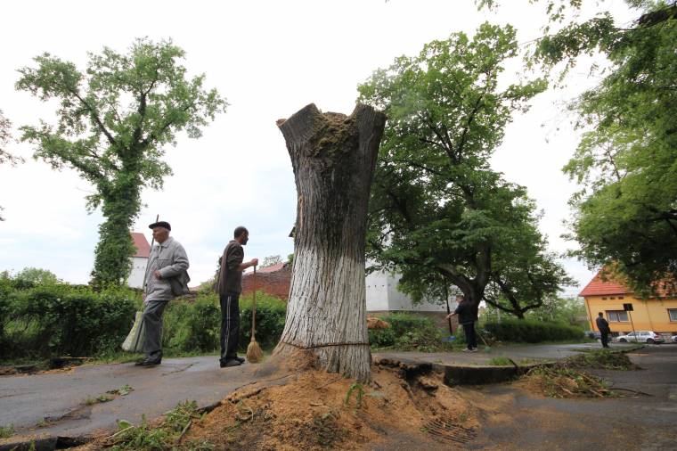 Vita a marosvásárhelyi Vársétány fáinak kivágásáról