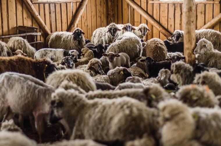 Húsvét előtt: három ideiglenes vágópontot nyitottak meg Hargita megyében