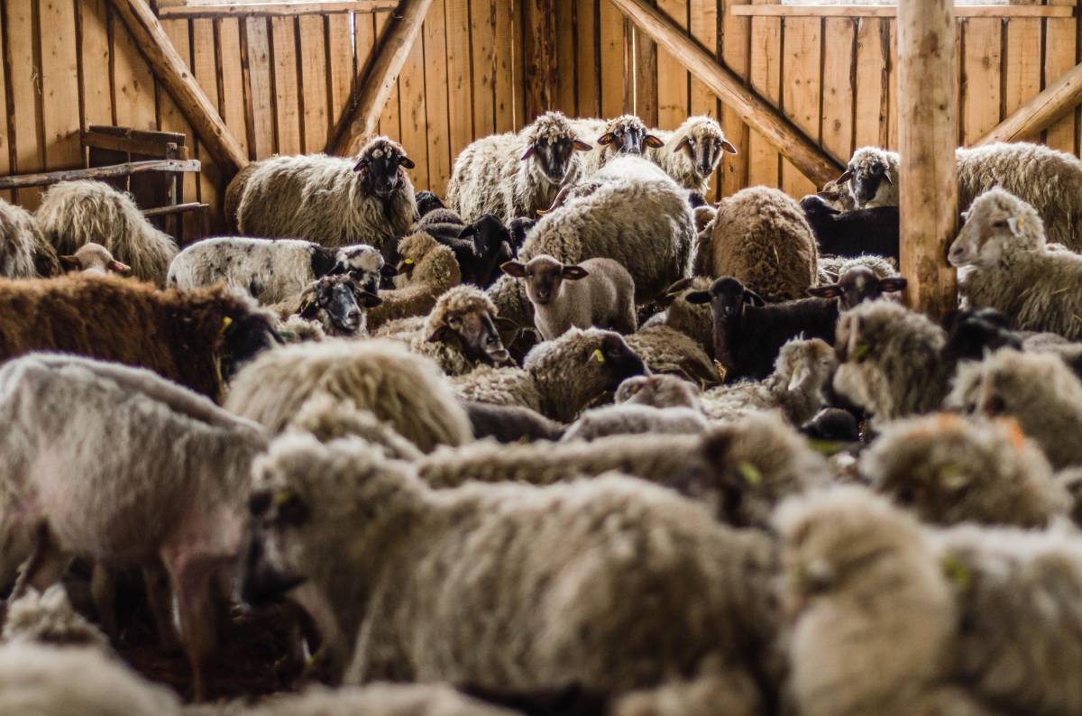 A bárányok egy része az ünnepi asztalon végzi •  Fotó: Gecse Noémi