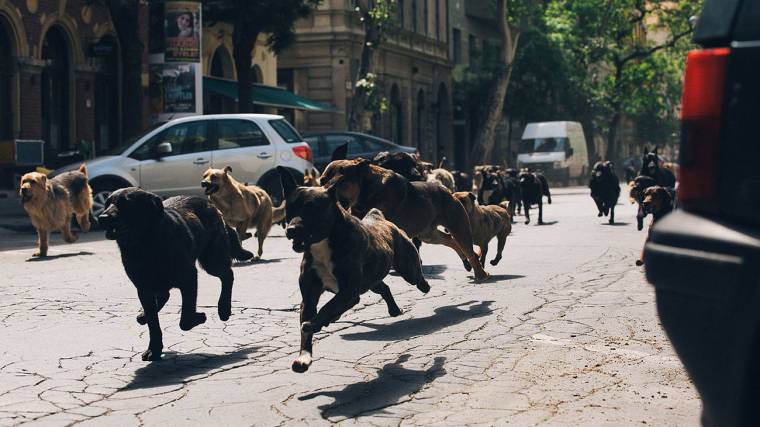 Nagytotál az első világháborúról a medgyesi Közép-Európa-filmfesztiválon