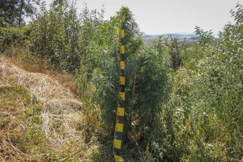Drogkereskedőket értek tetten Udvarhelyszéken