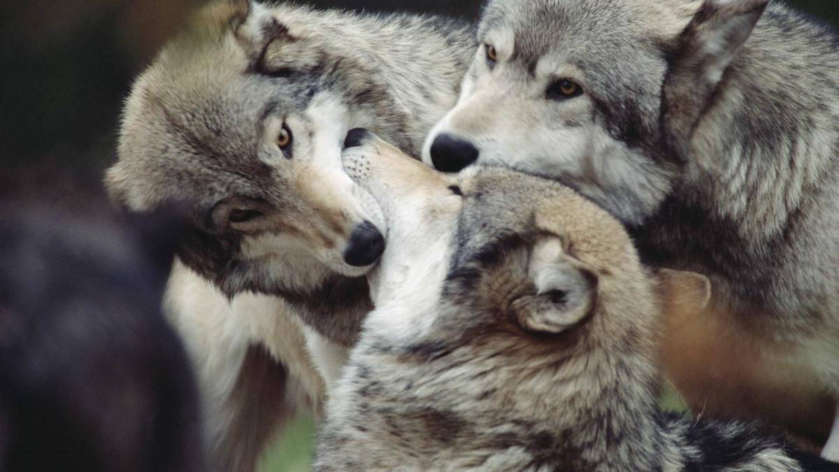 &bullet;  Fotó: natgeotv.com