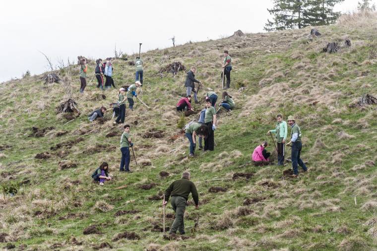 „Visszahonosítják” az erdőt
