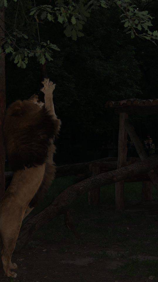 Éjszakai séta a vásárhelyi állatkertben