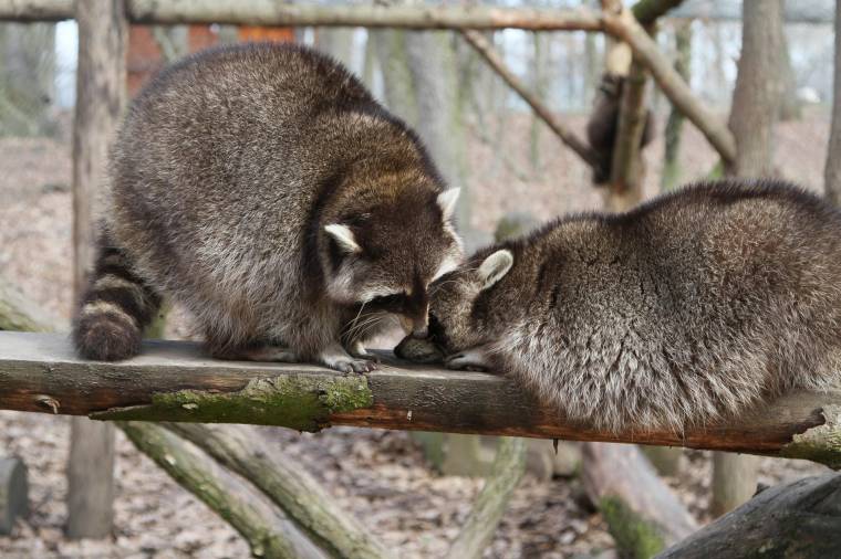 Oroszlánles a munkatelepen