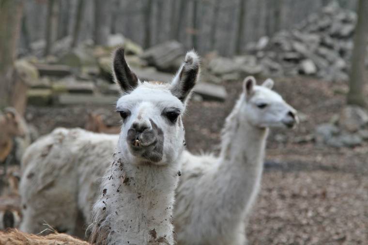 Alapítvánnyá válhat a vásárhelyi állatkert