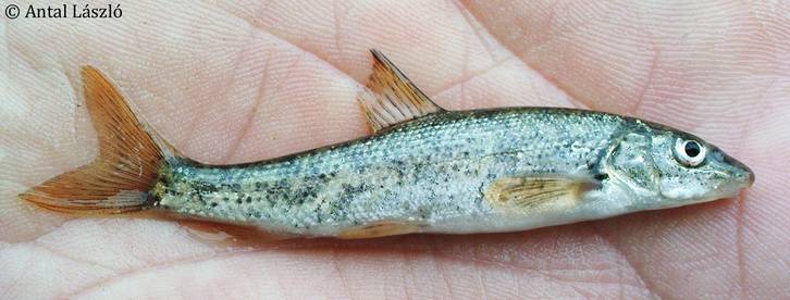 Új halfajt azonosítottak a Körös vízrendszerében
