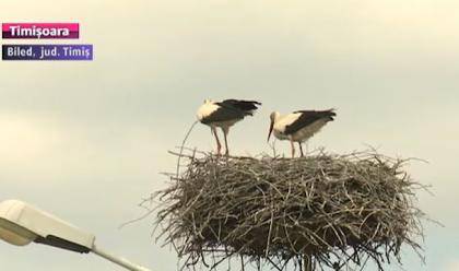 „Gólyafelelős” a Temes megyei Biléden