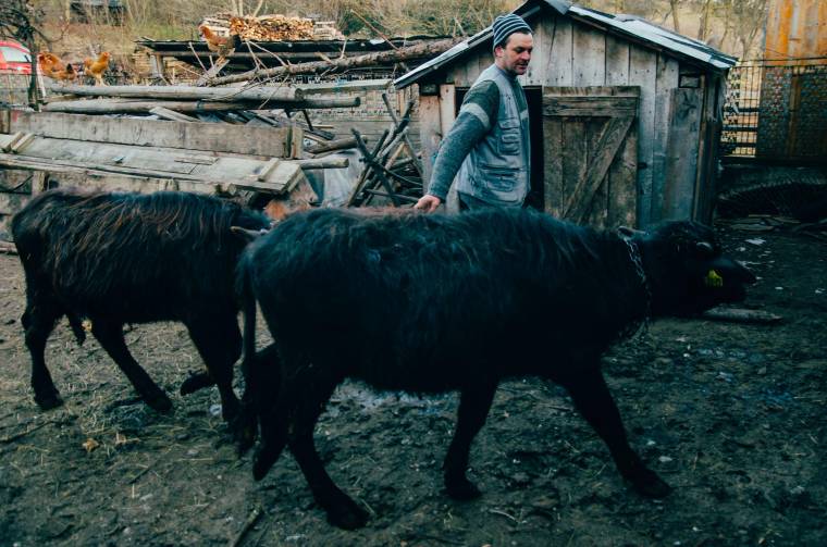 Bivaly húzta borvizesszekér Szejkefürdőn