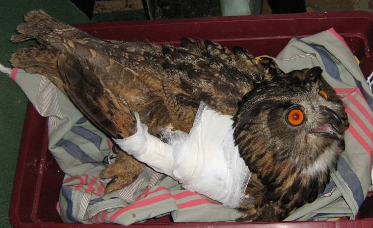 Megmentenék a vadon élő, sérült állatokat