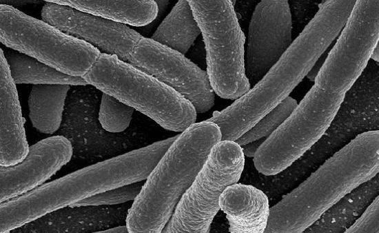 E. coli-baktériummal fertőzött tehéntúrót fogyasztott az egyik elhunyt kisgyerek