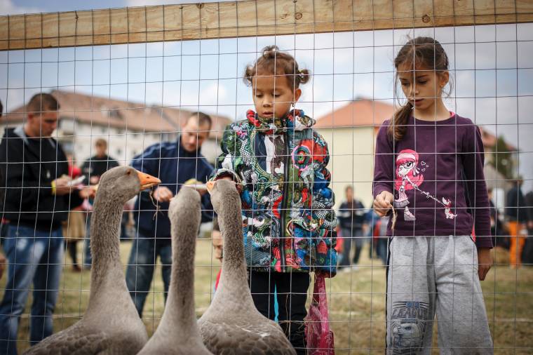 Juhnyáj a tömbházak tövében: beköltözik a falu a városba Csíkszeredában