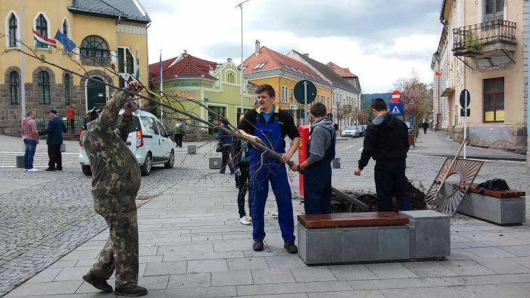 Visszaültették a kitört fákat Csíkban