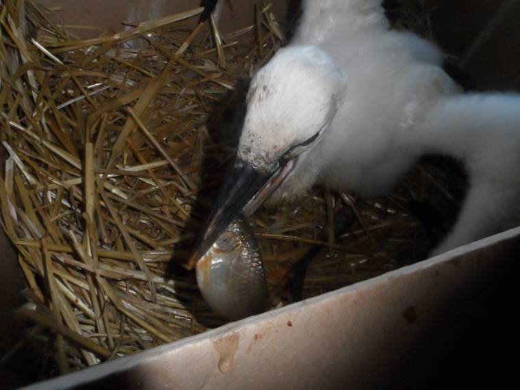 Kisgólyákat ment meg a Rara Avis madárvédelmi egyesület