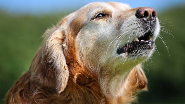 „Lehalkítanák” a kutyaugatást Medgyesen