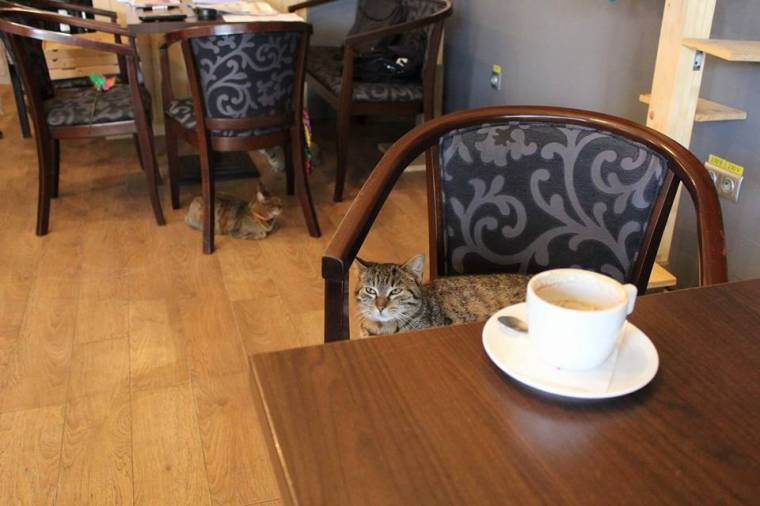 Hová léphetnek be a házi kedvencek?