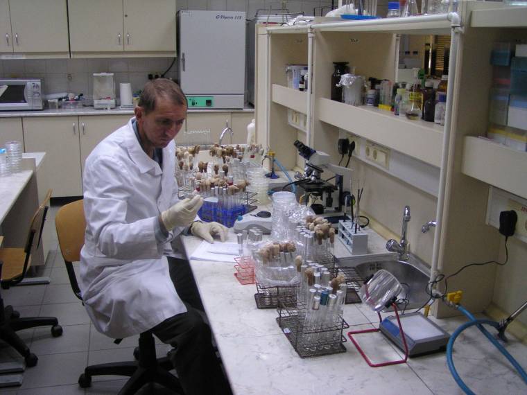 Új baktériumfajokat tenyésztettek ki a Sapientián