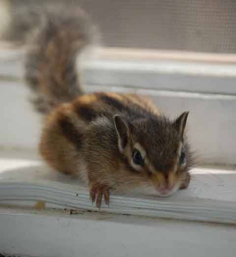 Mókusokat telepítenek Beszterce központjába