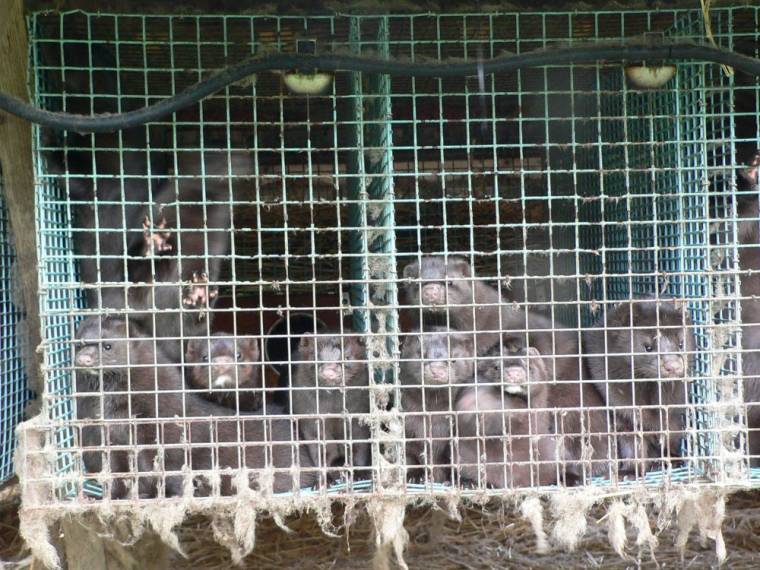 Portyázó veszélyes vadállatok