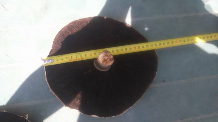 Rekordméretű csiperkegombát találtak Felsőboldogfalva határában