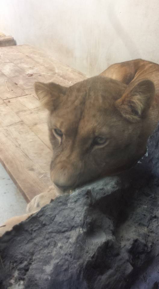 Új oroszlán érkezett a váradi állatkertbe