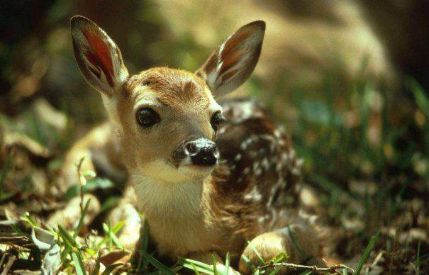 Őzeket vágatott le az állatkerti alkalmazott