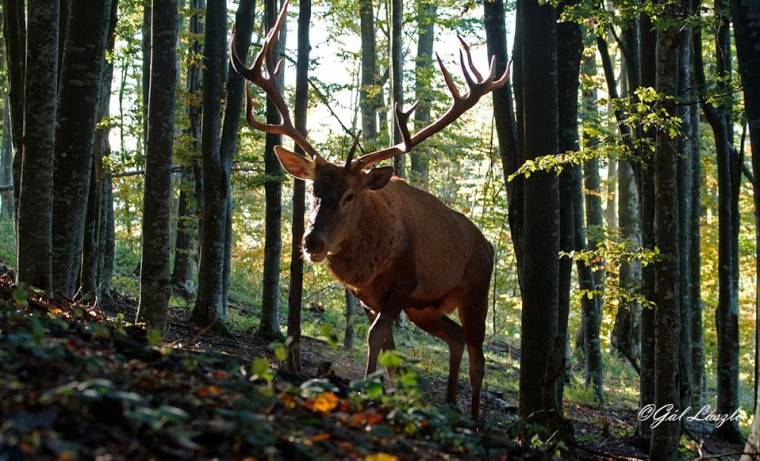 Vadállatok testközelben – Kézdi alkotót díjaztak egy nemzetközi természetfilmszemlén