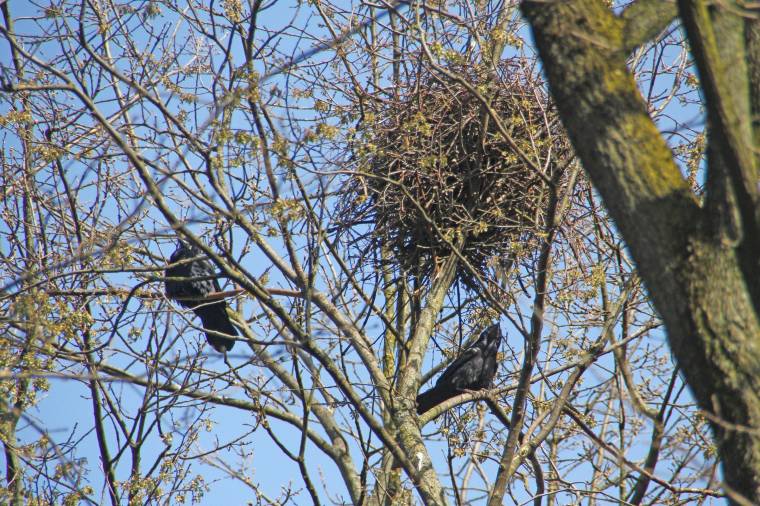 Elpusztított madárotthonok