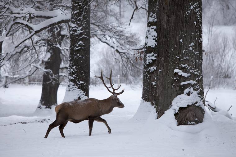 Háromszéken is forog a Wild Carpathia című természetfilm