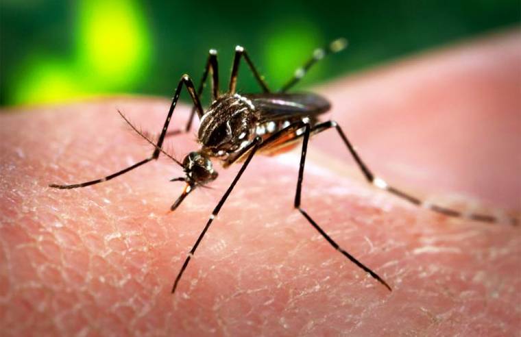 Európában is felütötte fejét a Zika-vírus