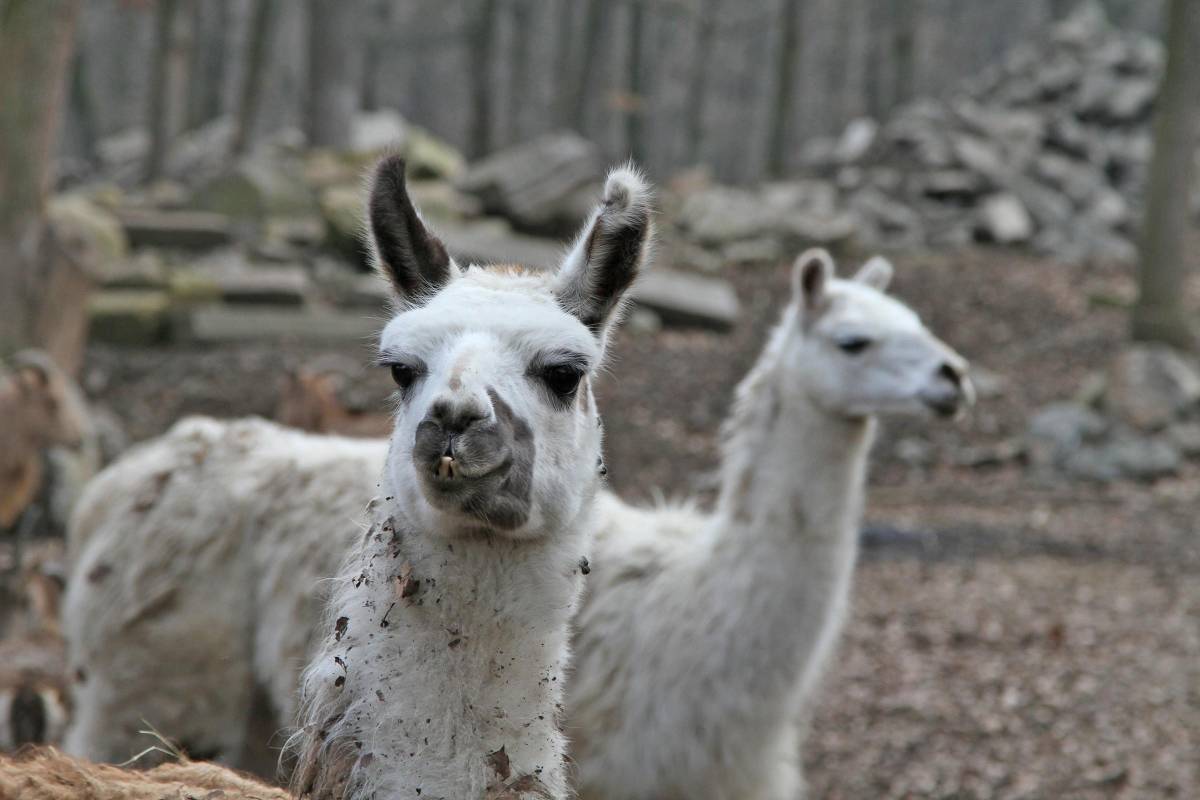 •  Fotó: Boda L. Gergely