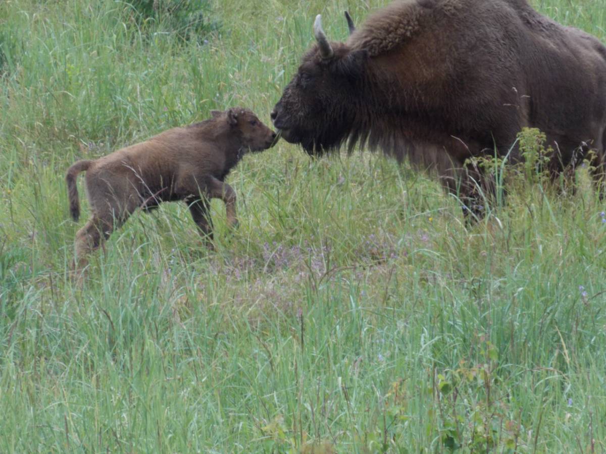 A Szárkő-hegységbe telepített bölénycsorda meghonosodott a területen 