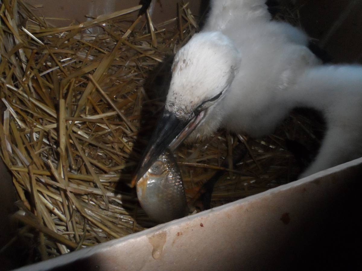 • Fotó: Kelemen László