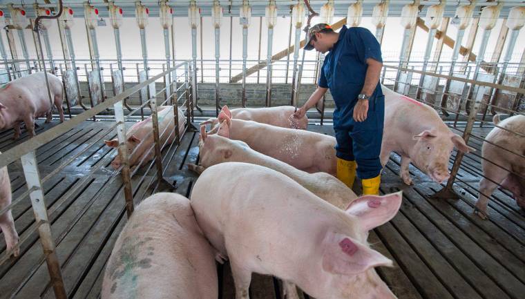 Lábra áll az uniós piac, ismét drágult a sertéshús