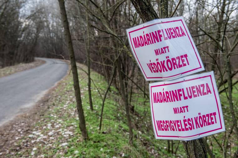 Madárinfluenza-riadót fújtak Bihar megyében