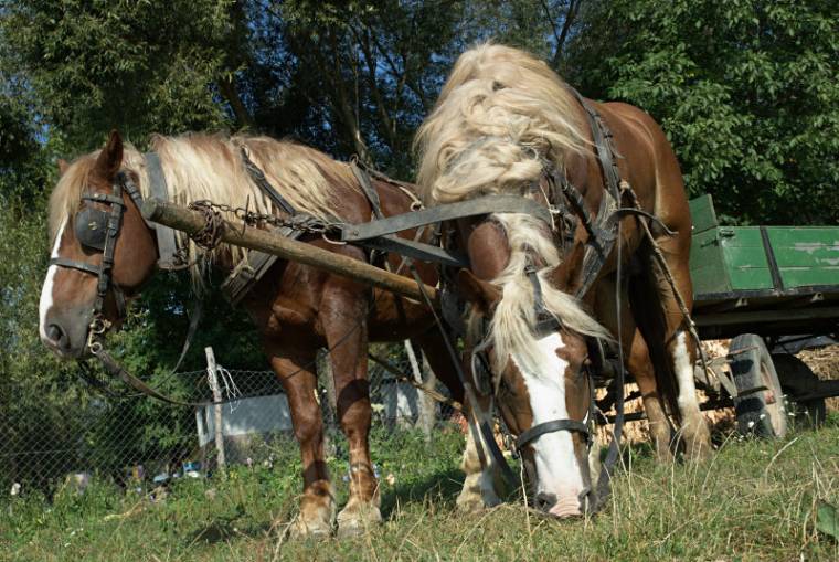 Kánikulai teendőkre figyelmeztetik az állattenyésztőket