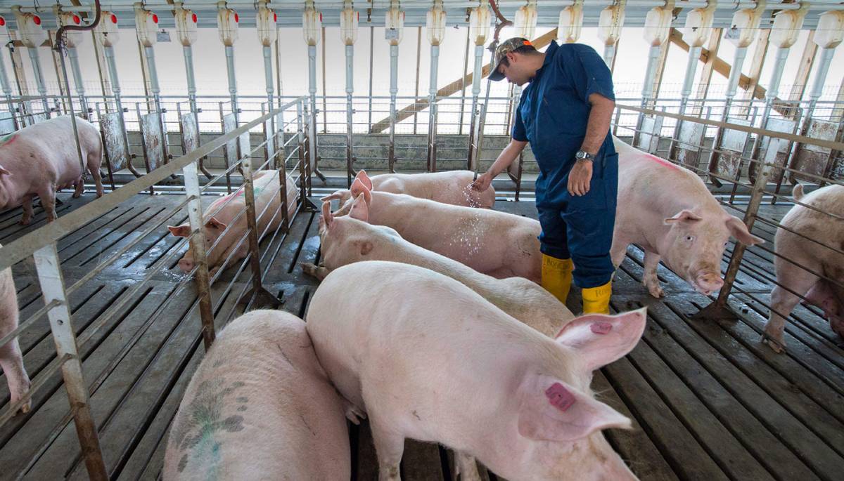 &bullet;  Fotó: Smithfield