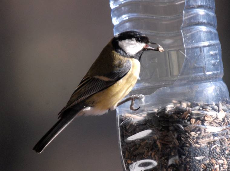 Lehet etetni az énekesmadarakat, de csak kellő odafigyeléssel