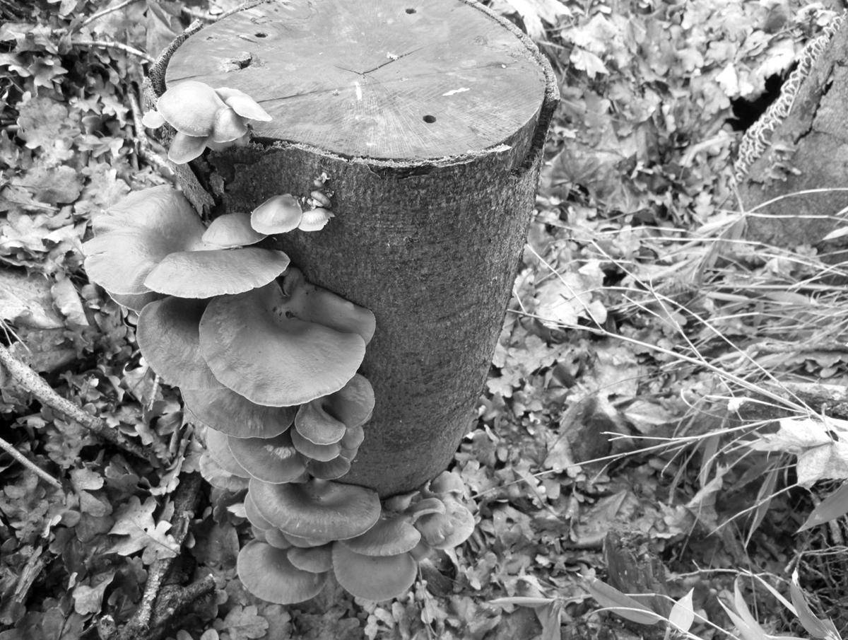 • Fotó: szekelyhon