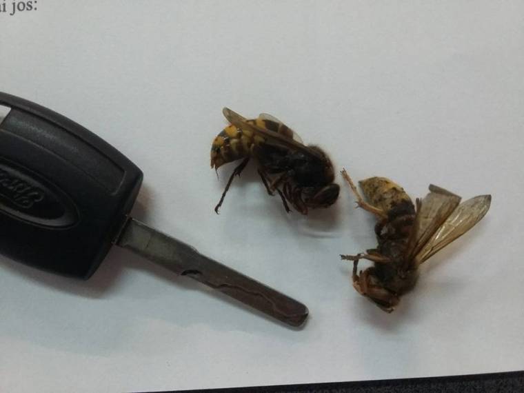 Lódarazsak támadtak sportolókra Marosvásárhelyen